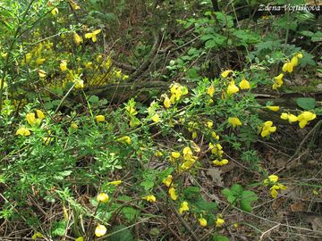 Janovec metlat - Cytisus scoparius (L.) Link