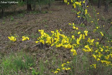 Janovec metlat - Cytisus scoparius (L.) Link