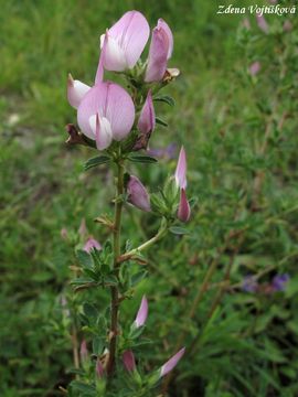 Fotogalerie: Jehlice trnit - Ononis spinosa L.