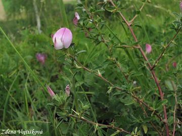 Jehlice trnit - Ononis spinosa L.