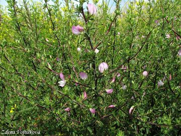 Jehlice trnit - Ononis spinosa L.