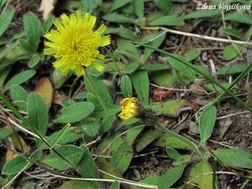Fotogalerie: Jestbnk chlupek - Hieracium pilosella L.