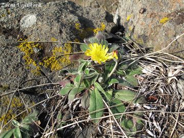 Jestbnk chlupek - Hieracium pilosella L.