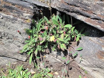 Jestbnk chlupek - Hieracium pilosella L.