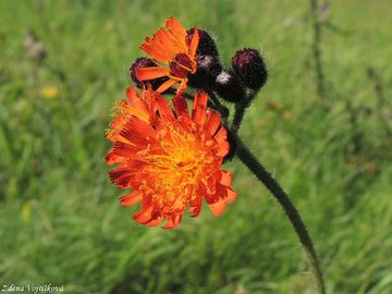 Fotogalerie: Jestbnk oranov - Hieracium aurantiacum L.