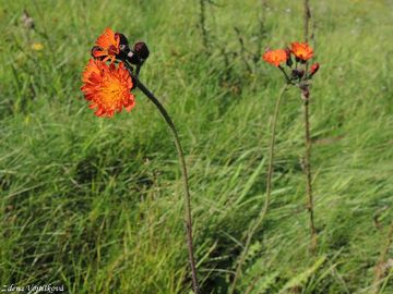 Jestbnk oranov - Hieracium aurantiacum L.