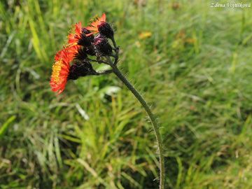 Jestbnk oranov - Hieracium aurantiacum L.