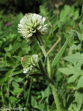 Fotogalerie: Jetel horsk - Trifolium montanum L.