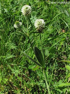 Jetel horsk - Trifolium montanum L.