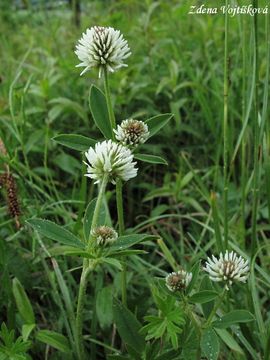 Jetel horsk - Trifolium montanum L.