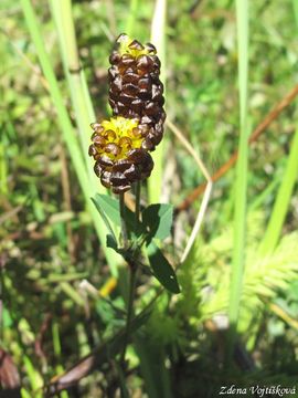 Fotogalerie: Jetel katanov - Trifolium spadiceum L.