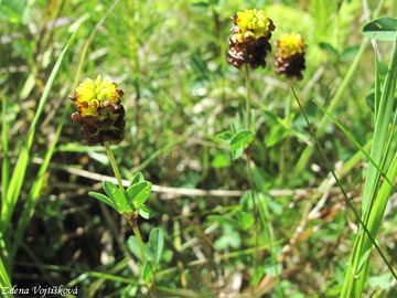 Jetel katanov - Trifolium spadiceum L.