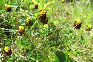 Jetel katanov - Trifolium spadiceum L.