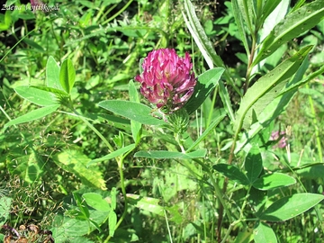 Fotogalerie: Jetel prostřední - Trifolium medium L.