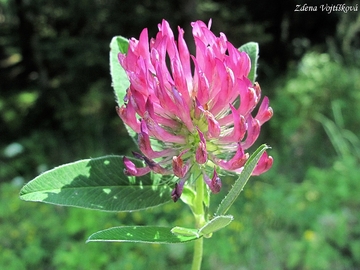 Jetel prostřední - Trifolium medium L.