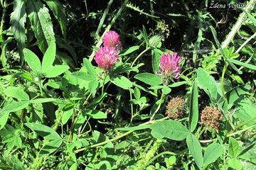 Jetel prostřední - Trifolium medium L.
