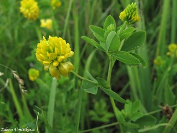 Fotogalerie: Jetel zlat - Trifolium aureum Pollich