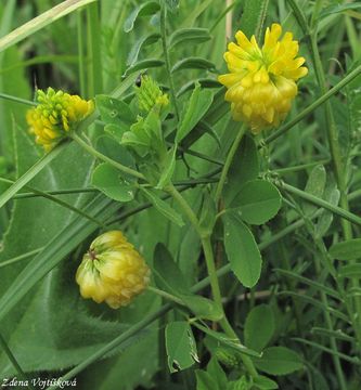 Jetel zlat - Trifolium aureum Pollich