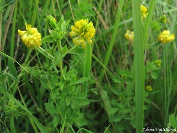 Jetel zlat - Trifolium aureum Pollich