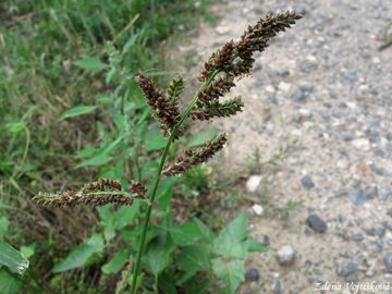 Fotogalerie: Jeatka ku noha - Echinochloa crus-galli (L.) P.B.