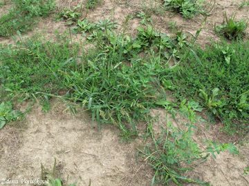 Jeatka ku noha - Echinochloa crus-galli (L.) P.B.