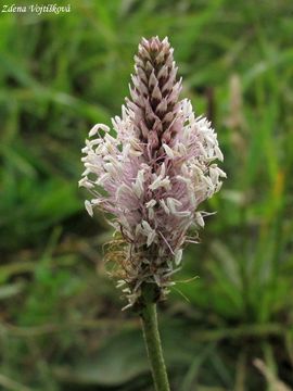Fotogalerie: Jitrocel prostedn - Plantago media L.