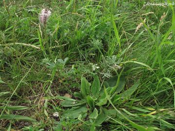 Jitrocel prostedn - Plantago media L.