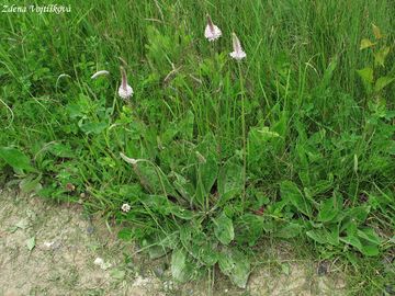 Jitrocel prostedn - Plantago media L.