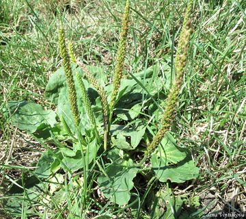 Fotogalerie: Jitrocel vt - Plantago major L.