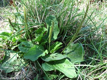 Jitrocel vt - Plantago major L.