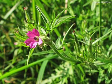 Fotogalerie: Kakost dlanitosen - Geranium dissectum L.