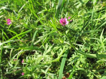 Kakost dlanitosen - Geranium dissectum L.