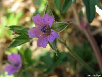 Kakost dlanitosen - Geranium dissectum L.