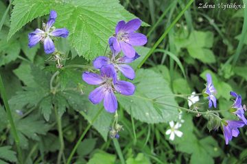 Fotogalerie: Kakost lesn - Geranium sylvaticum L.