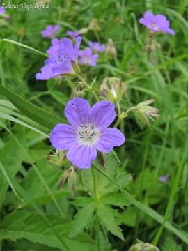 Kakost lesn - Geranium sylvaticum L.