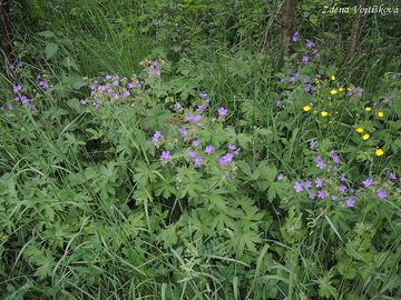 Kakost lesn - Geranium sylvaticum L.