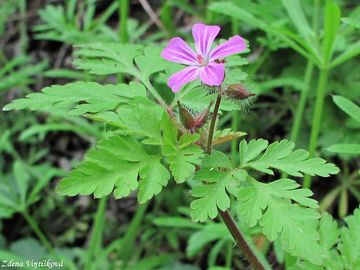 Fotogalerie: Kakost smrdut - Geranium robertianum L.