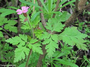 Kakost smrdut - Geranium robertianum L.