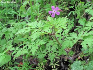 Kakost smrdut - Geranium robertianum L.