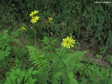 Fotogalerie: Kapustka obecn - Lapsana communis L.