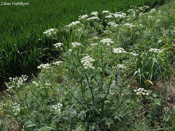 Fotogalerie: Kerblk lesn - Anthriscus sylvestris (L.) Hoffm.