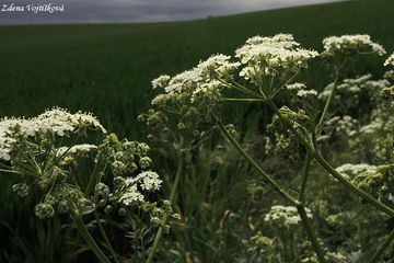 Kerblk lesn - Anthriscus sylvestris (L.) Hoffm.