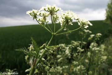 Kerblk lesn - Anthriscus sylvestris (L.) Hoffm.