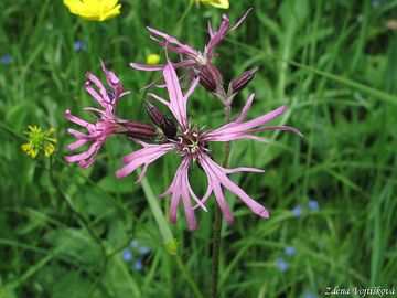 Fotogalerie: Kohoutek lun - Lychnis flos-cuculi L.