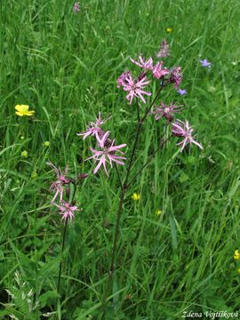 Kohoutek lun - Lychnis flos-cuculi L.