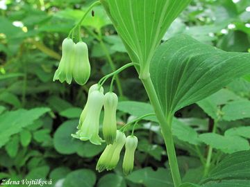 Fotogalerie: Kokok mnohokvt - Polygonatum multiflorum (L.) All.