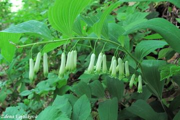 Kokok mnohokvt - Polygonatum multiflorum (L.) All.