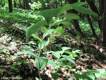 Kokok mnohokvt - Polygonatum multiflorum (L.) All.