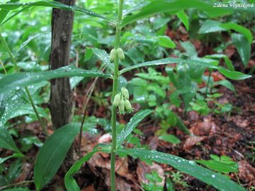 Fotogalerie: Kokok peslenit - Polygonatum verticillatum (L.) All.