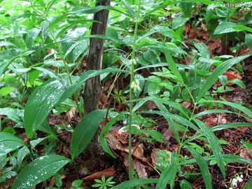 Kokok peslenit - Polygonatum verticillatum (L.) All.